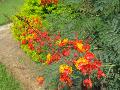 Peacock Flower / Caesalpinia pulcherrima